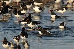 David Plant Photography - Wildlife Photography - Oystercatcher - Z